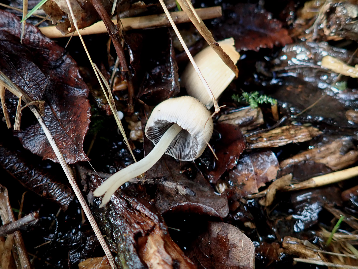 Photo by Penny Cullington Coprinellus micaceus by Penny Cullington